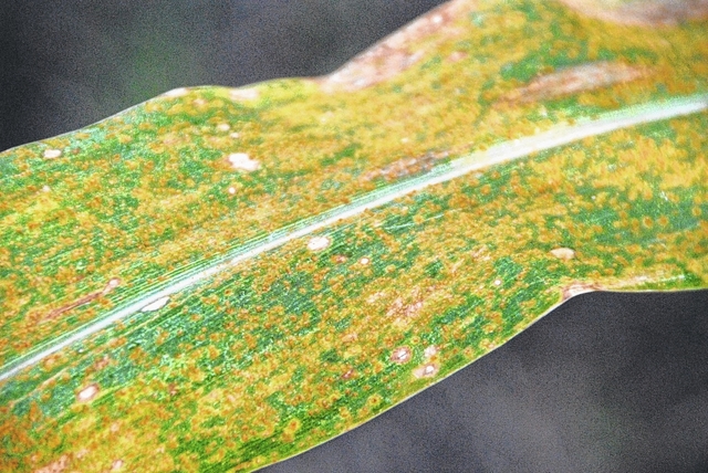 web1_cusoutherncornrust.jpg
