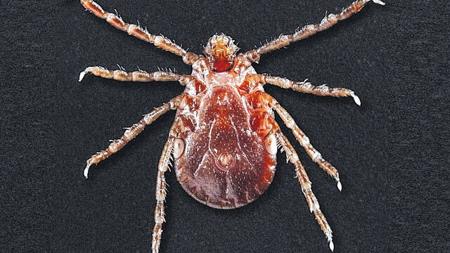 128693343_web1_ALT-USDA-01-1130x636
In SC, a small number of these ticks were identified in 2020 on shelter dogs in Lancaster and Pickens counties.
Courtesy photo