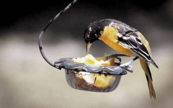 129357180_web1_oriole_cmyk--1-
This year marks the eighth annual survey and SC continues to report large numbers of wintering Baltimore Orioles.
Courtesy photo