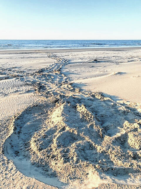 129624962_web1_7f6f05ff-3073-48aa-a08c-af70b89f4988_crop
Sea turtle tracks lead to one of the first sea turtle nests of the season on South Island in Georgetown County. (Photo: Corinne Johnston/SCDNR)