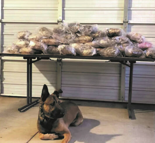 130280764_web1_rico
K-9 Officer Rico with approximately 88 pounds of methamphetamine found inside a storage unit.
Courtesy of PCSO.