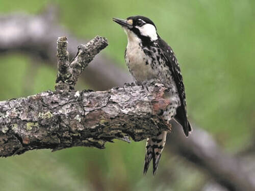 131111204_web1_bird
Red-cockaded woodpeckers were recognized as endangered in 1970 and were given protection under the Endangered Species Act of 1973.
Courtesy photo