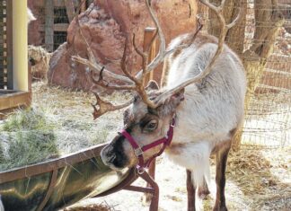 
			
				                                Santa also wished to thank the kids who remembered to leave a plate of snacks for his reindeer.
                                 Courtesy photos

			
		