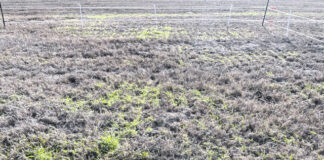 
			
				                                Cool-season forages in an overseeded bermudagrass stand show signs of cold injury. (Courtesy photo).
 
			
		