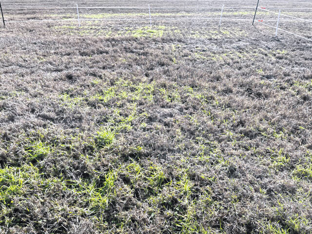 Prolonged cold weather causes widespread forage damage in SC
