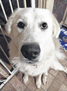 The weirdest dog in the world