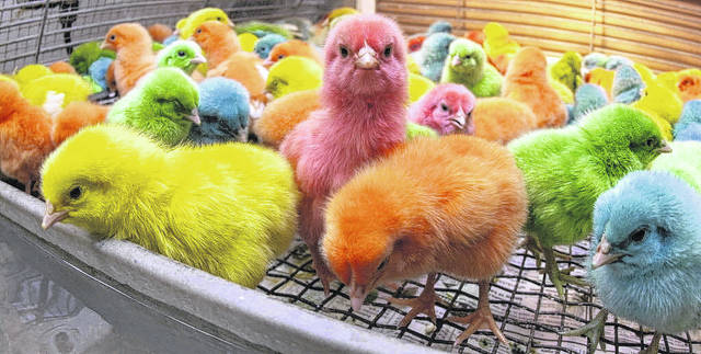 Remember, fuzzy Easter chicks grow up. Fast.
Courtesy photo